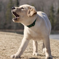 Bark Collars: Do They Work?